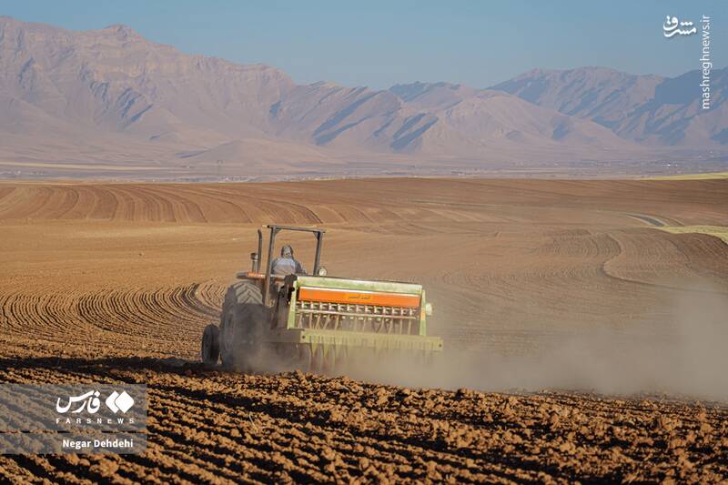 عکس/ آغاز کاشت گندم در لرستان