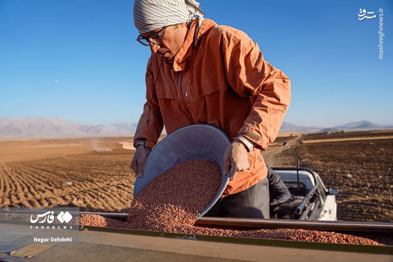 عکس/ آغاز کاشت گندم در لرستان