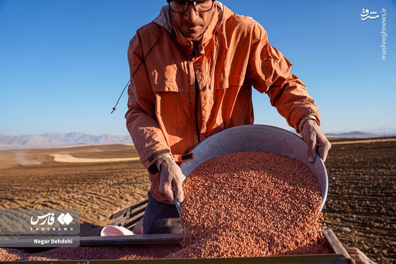 عکس / آغاز کاشت گندم در لرستان