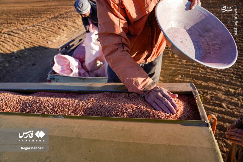 عکس/ آغاز کاشت گندم در لرستان