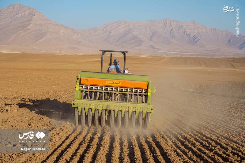 عکس/ آغاز کاشت گندم در لرستان