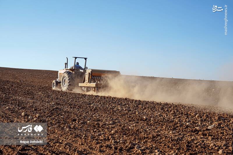عکس/ آغاز کاشت گندم در لرستان