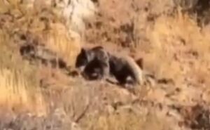 تصاویری از خرس قهوه‌ای و سه توله‌اش در ارومیه