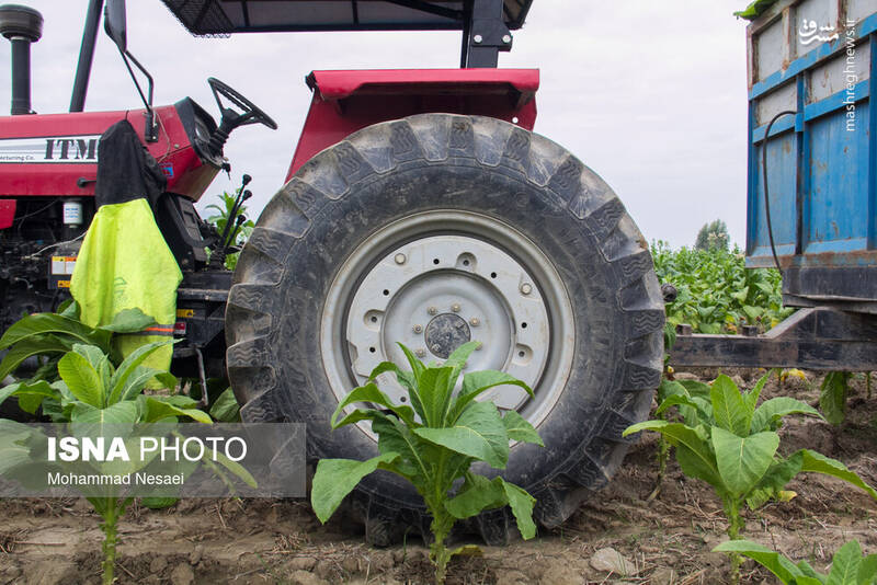 عکس / برداشت توتون در گلستان 7