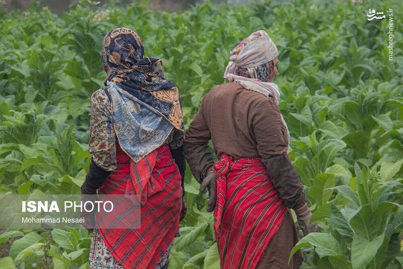 عکس / برداشت توتون در گلستان 5