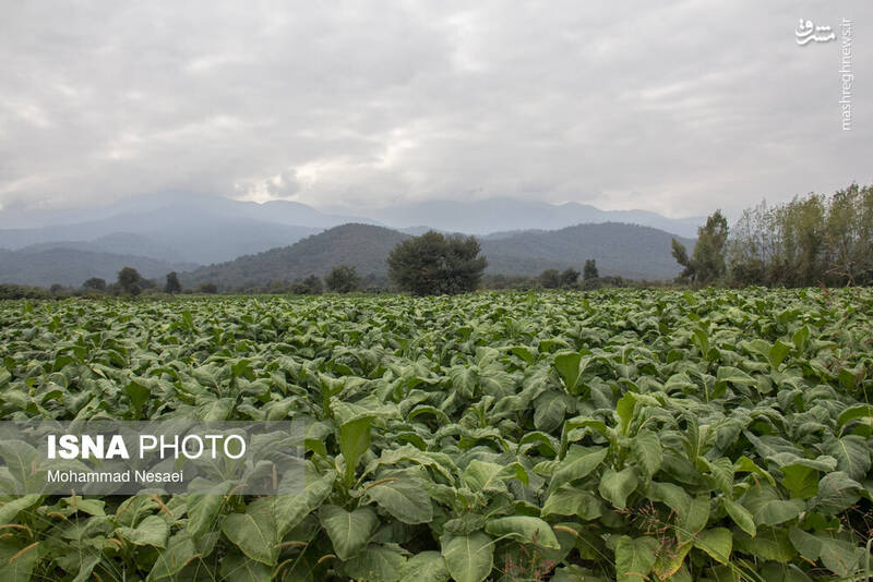 عکس / برداشت توتون در گلستان
