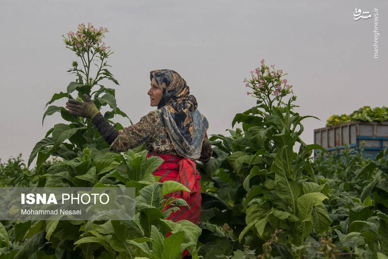 عکس / برداشت توتون در گلستان 3