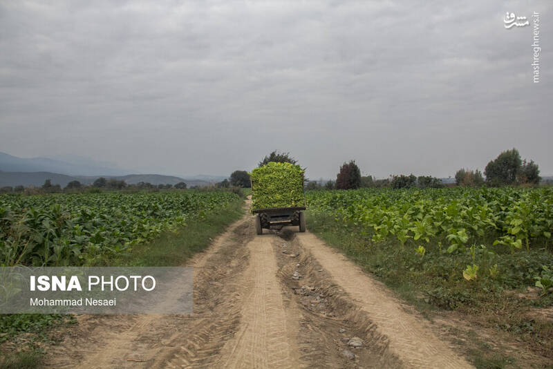 عکس / برداشت توتون در گلستان 2