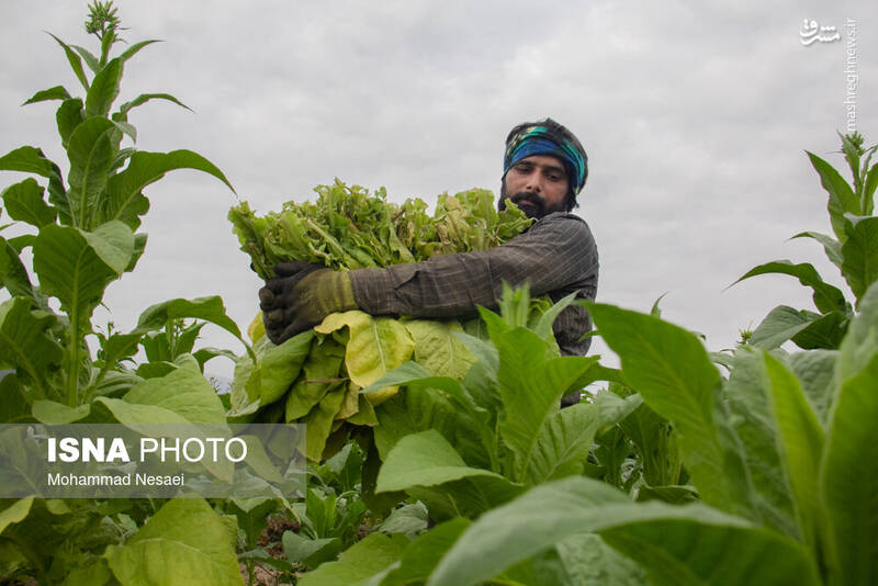 عکس / برداشت توتون در گلستان 4