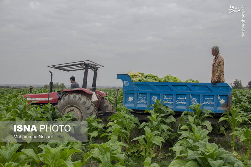 عکس / برداشت توتون در گلستان 6