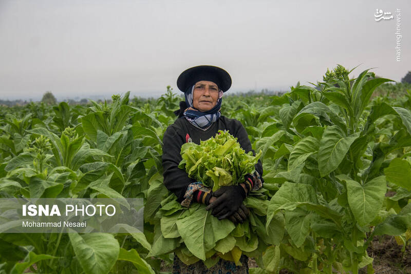 عکس / برداشت توتون در گلستان 11