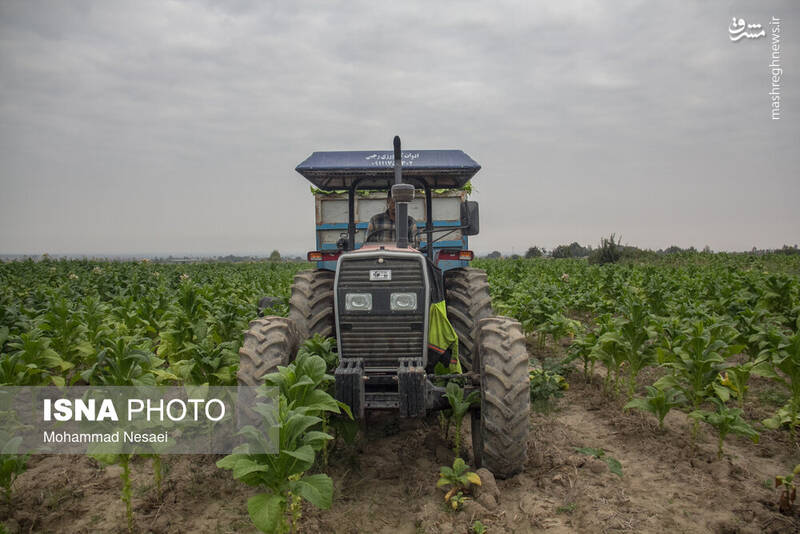 عکس / برداشت توتون در گلستان 12