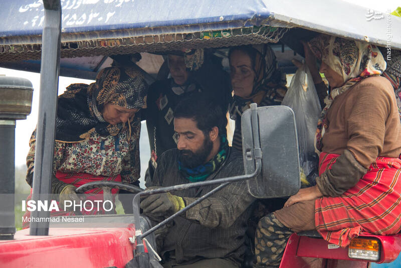 عکس / برداشت توتون در گلستان 24