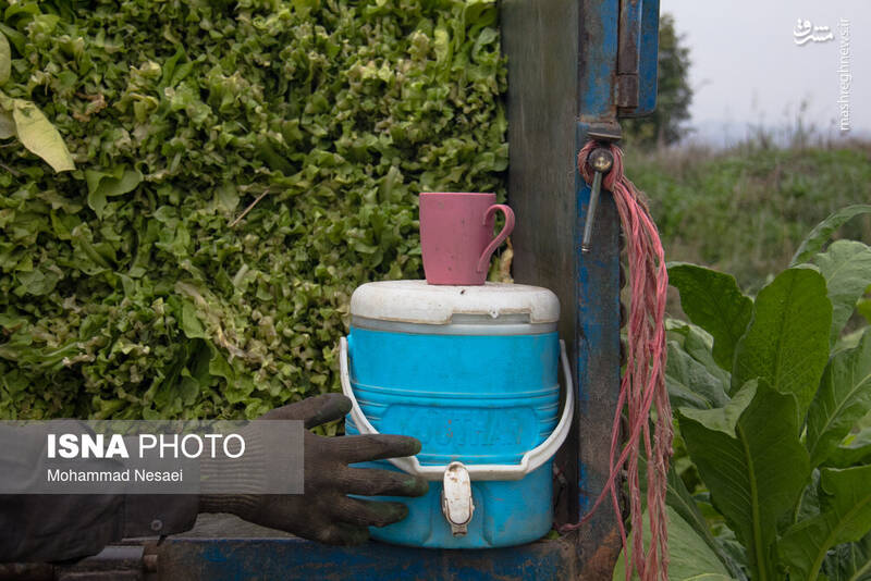 عکس / برداشت توتون در گلستان 23