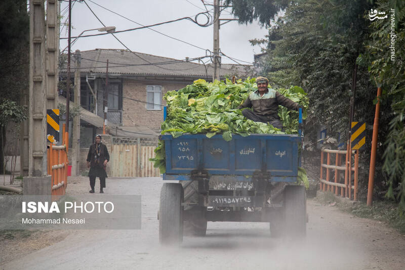 عکس / برداشت توتون در گلستان 22