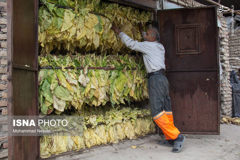 عکس / برداشت توتون در گلستان 21