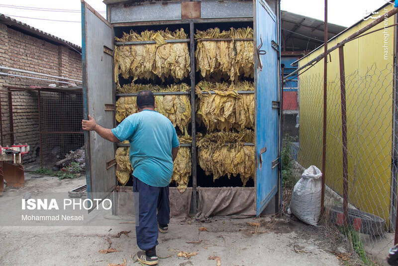 عکس / برداشت توتون در گلستان 20