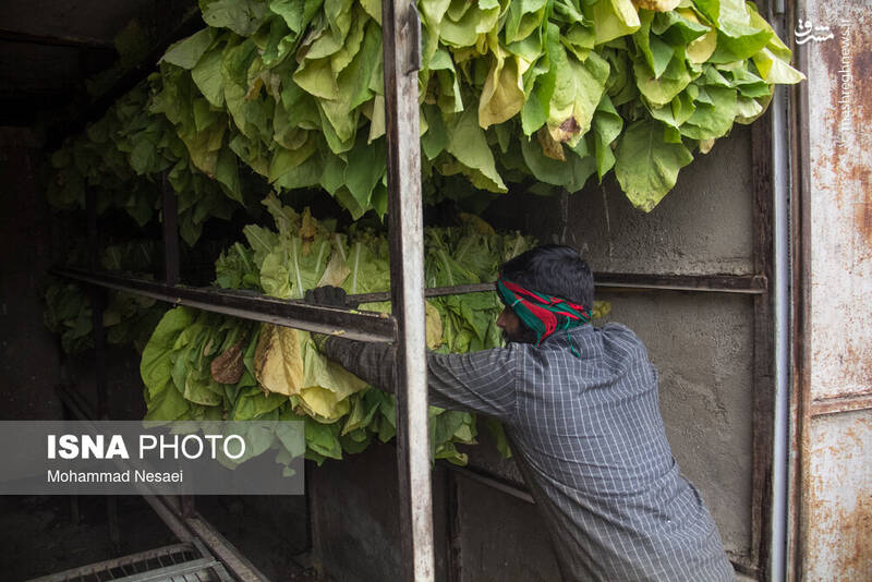عکس / برداشت توتون در گلستان 19
