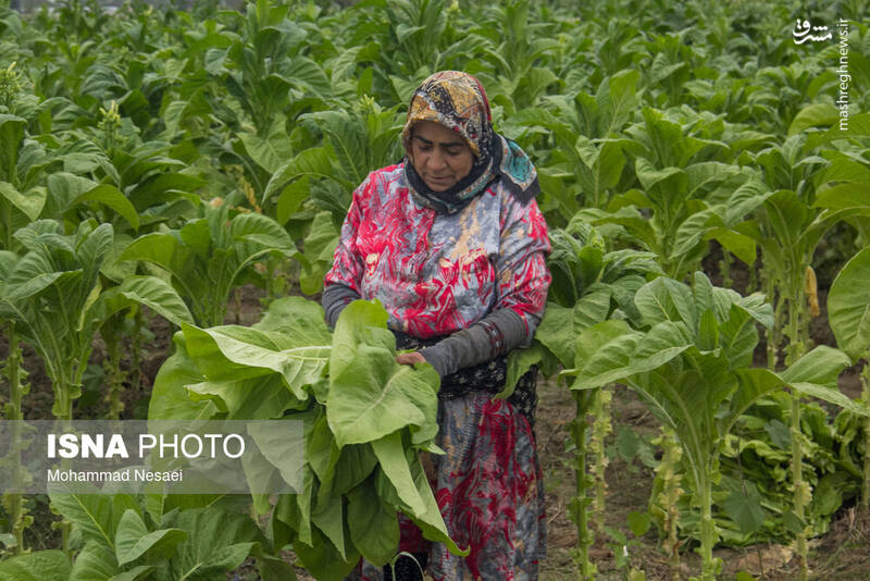 عکس / برداشت توتون در گلستان 8