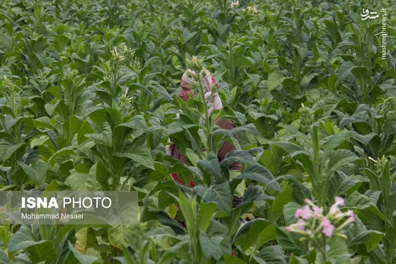 عکس / برداشت توتون در گلستان 10