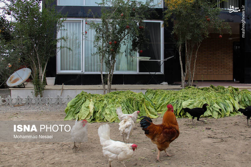 عکس / برداشت توتون در گلستان 18