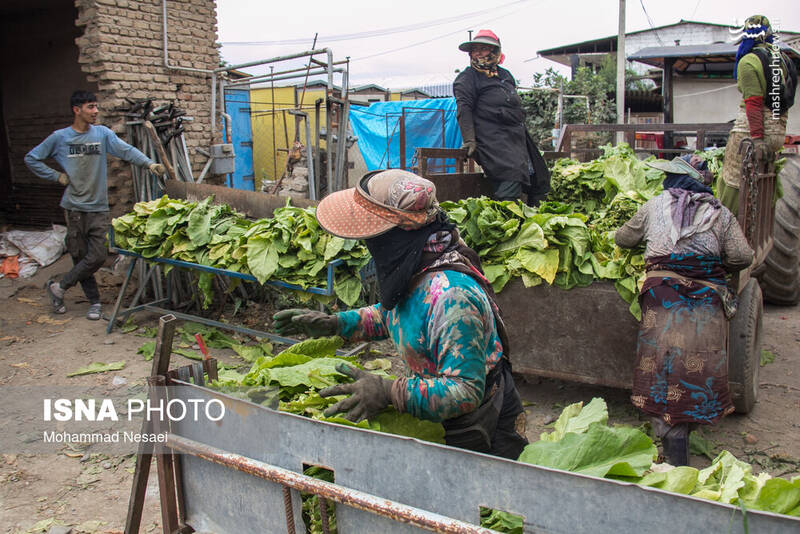عکس / برداشت توتون در گلستان 17