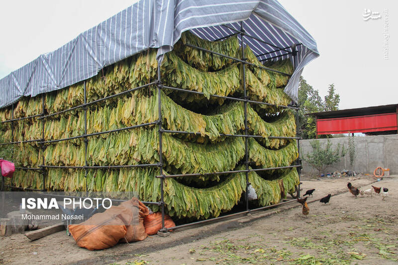عکس / برداشت توتون در گلستان 16