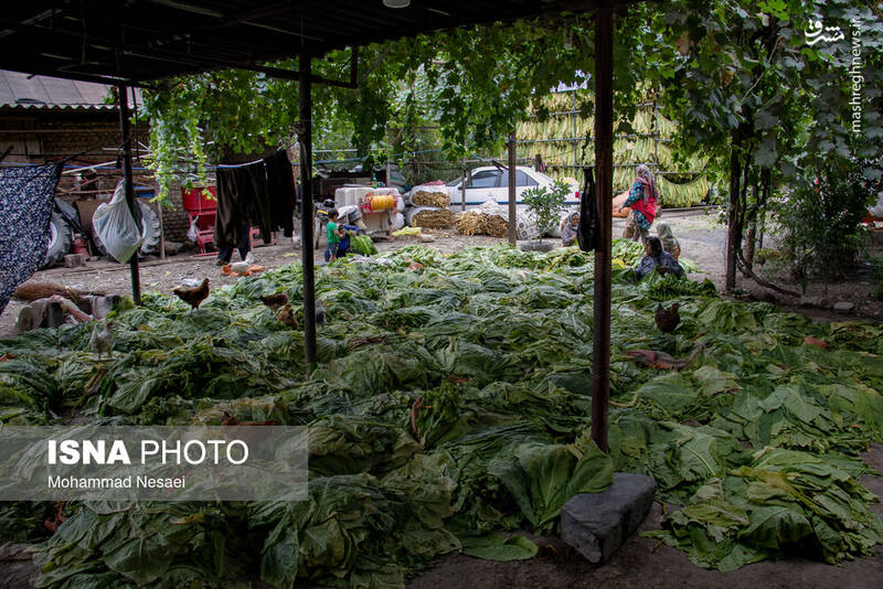 عکس / برداشت توتون در گلستان 15