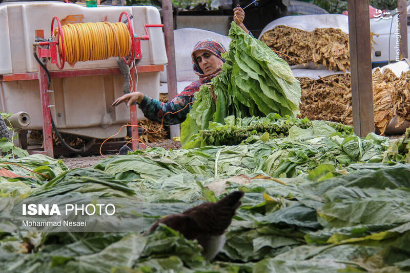 عکس / برداشت توتون در گلستان 14
