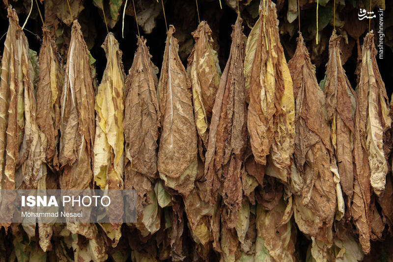 عکس / برداشت توتون در گلستان 13