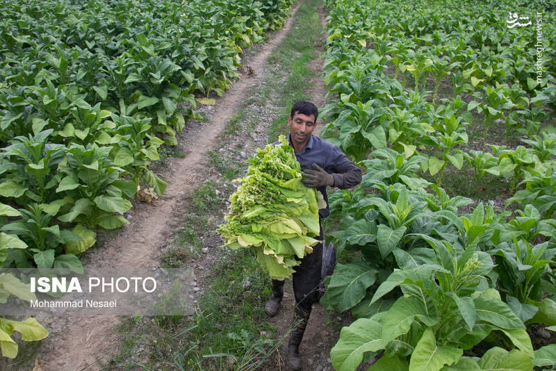 عکس / برداشت توتون در گلستان 9