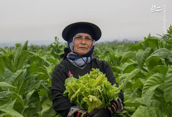 توتون،محصول،گلستان،كشت