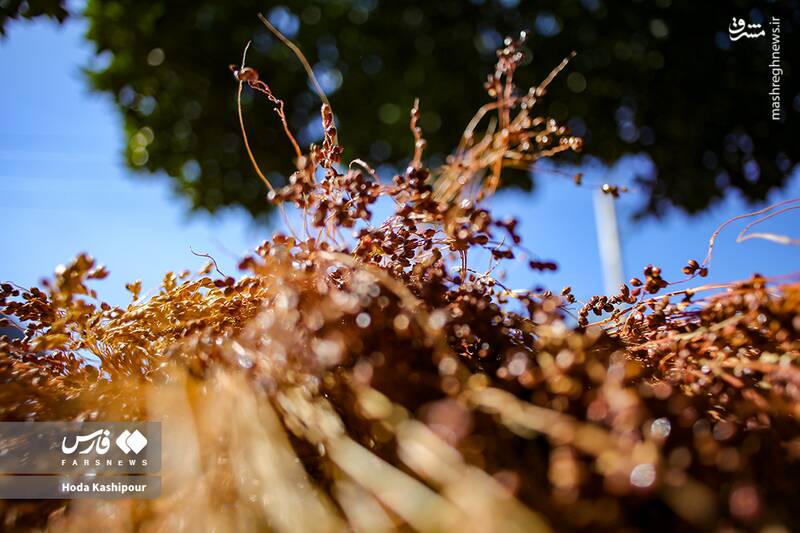 عکس / بابل شهر جاروبافی 19