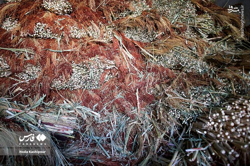 عکس / بابل شهر جاروبافی 2