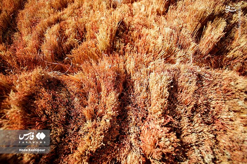 عکس / بابل شهر جاروبافی