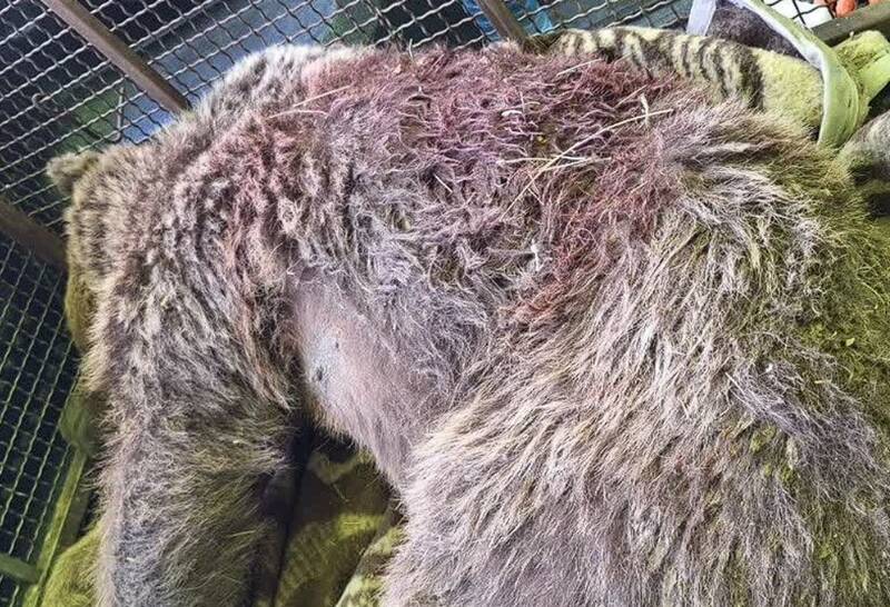 خرس،زيست،محيط،زيراب