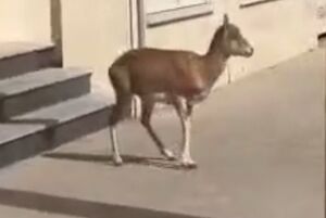 فیلم/ ورود میش وحشی به معابر شهری لواسان