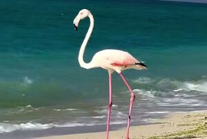 فیلم/ حضور نادر فلامینگو در ساحل جزیره کیش