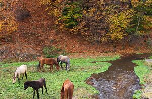 عکس/ سمفونی رنگ‌های پاییزی در کوهستان چالوس
