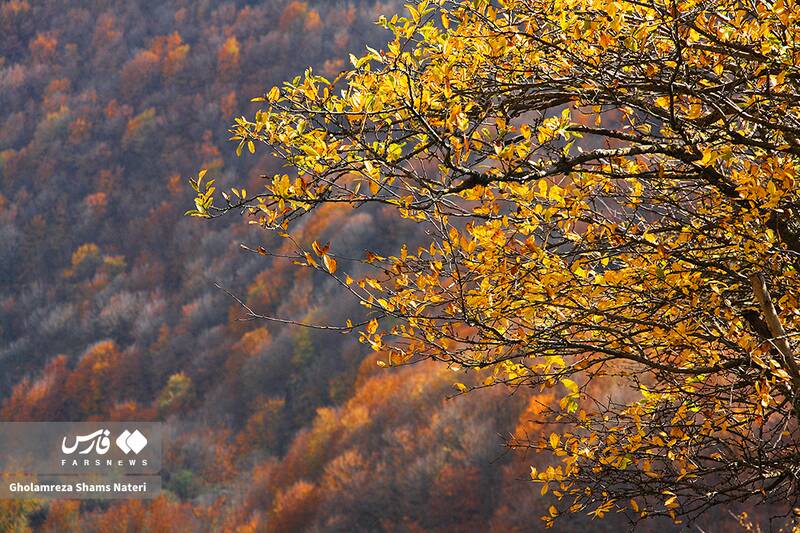 عکس / سمفونی رنگ‌های پاییزی در کوهستان چالوس 9