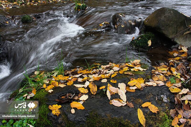 عکس / سمفونی رنگ‌های پاییزی در کوهستان چالوس 7
