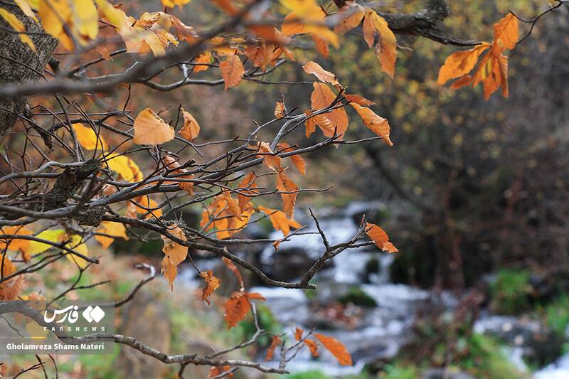 عکس / سمفونی رنگ‌های پاییزی در کوهستان چالوس 19