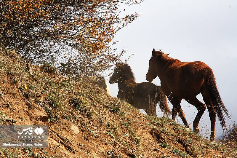 عکس / سمفونی رنگ‌های پاییزی در کوهستان چالوس 17