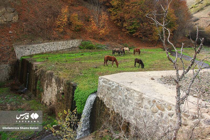 عکس / سمفونی رنگ‌های پاییزی در کوهستان چالوس 16