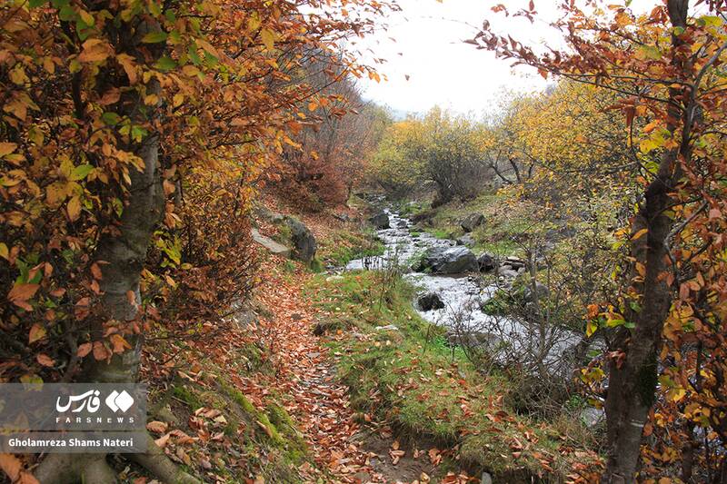 عکس / سمفونی رنگ‌های پاییزی در کوهستان چالوس 14