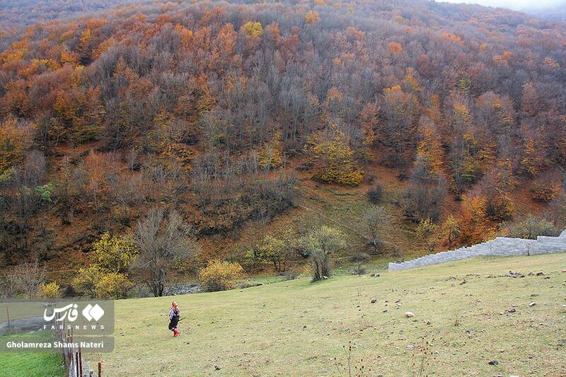 عکس / سمفونی رنگ‌های پاییزی در کوهستان چالوس 11