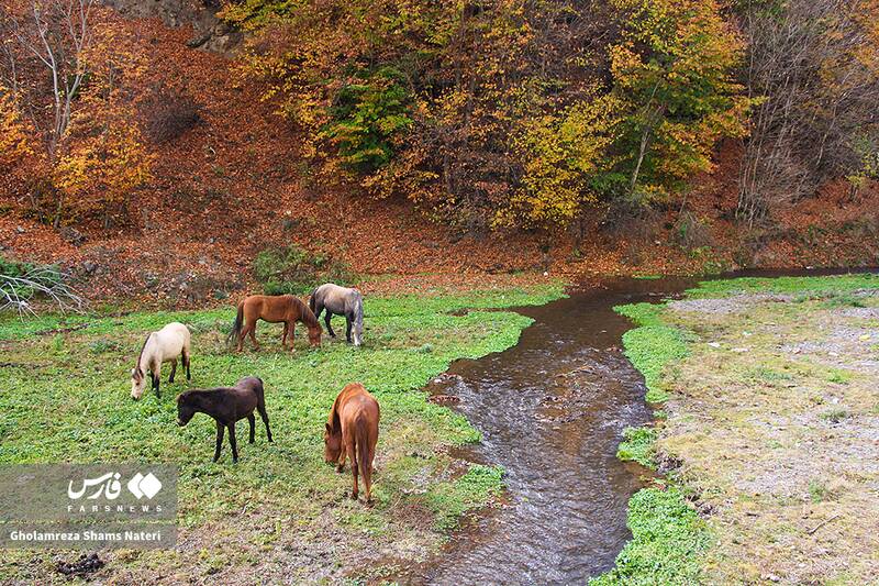 عکس / سمفونی رنگ‌های پاییزی در کوهستان چالوس 6
