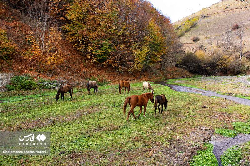 عکس / سمفونی رنگ‌های پاییزی در کوهستان چالوس 5