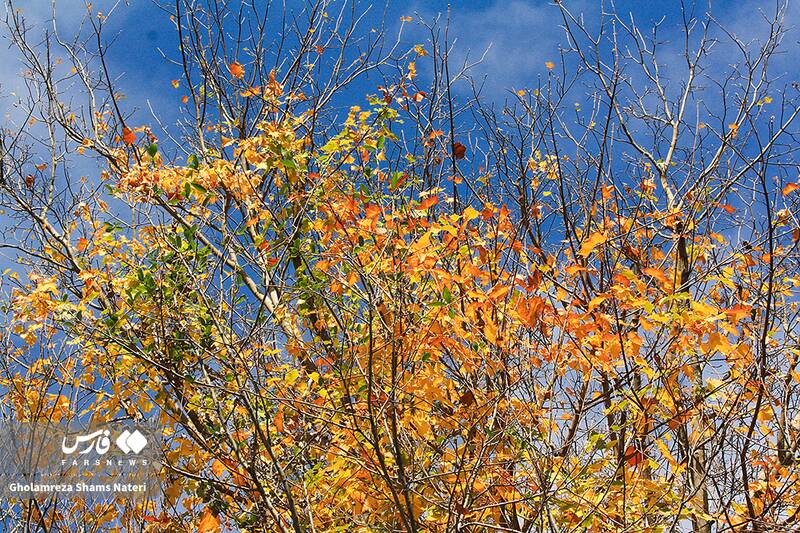 عکس / سمفونی رنگ‌های پاییزی در کوهستان چالوس 4