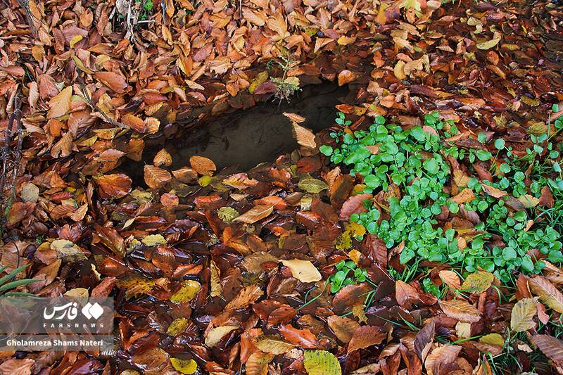 عکس / سمفونی رنگ‌های پاییزی در کوهستان چالوس 3